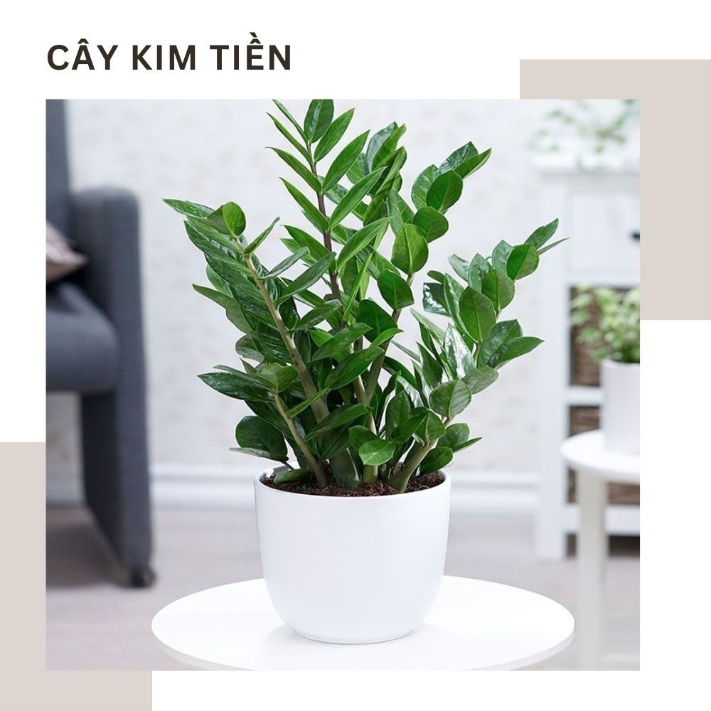 Lợi ích khi trang trí cây xanh trong bếp