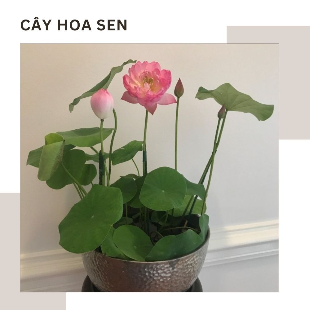 Cây Hoa Sen