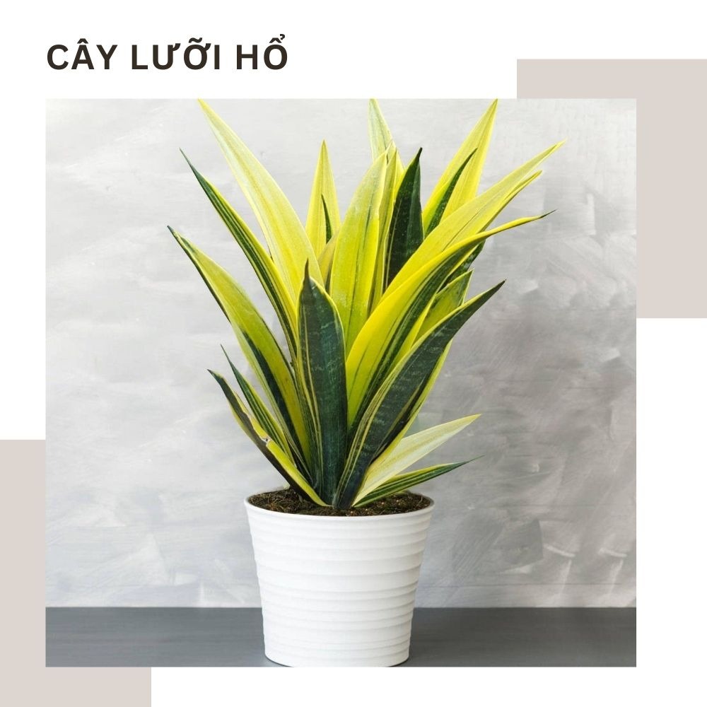 Ý nghĩa các loại cây
