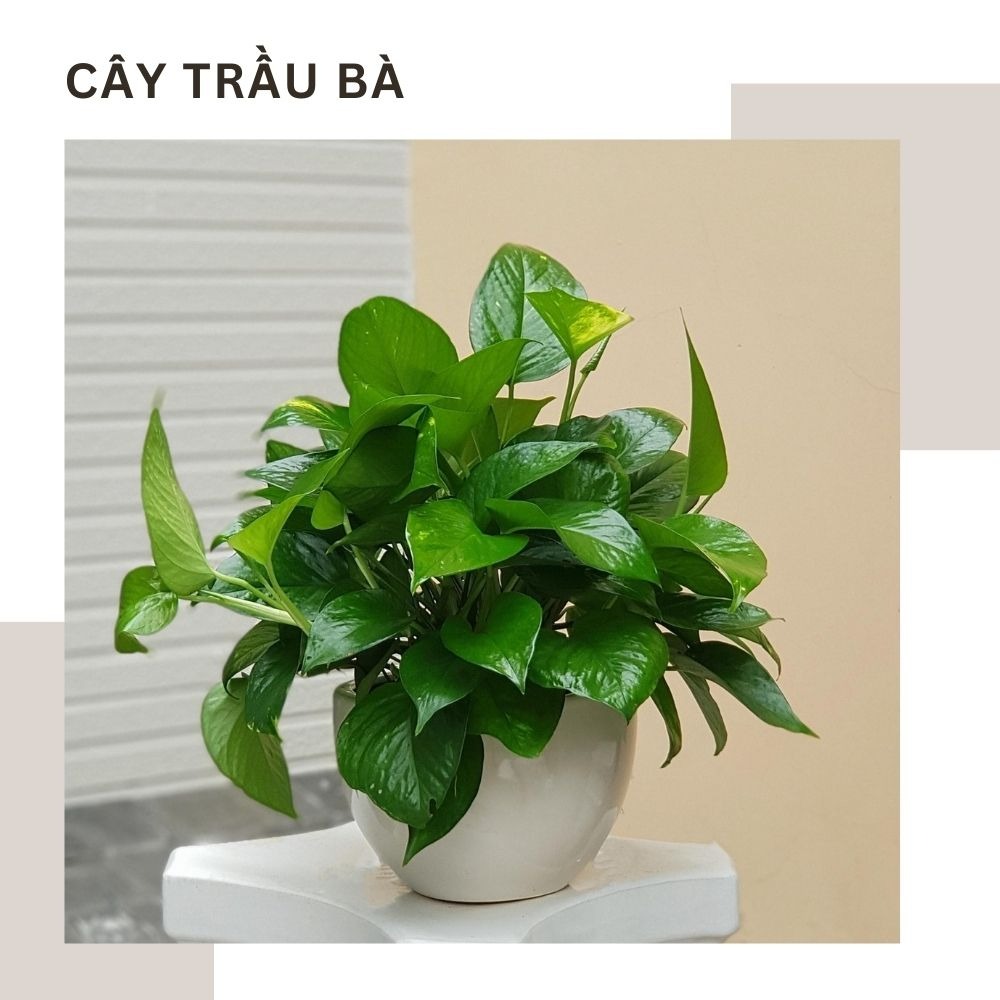 Ý nghĩa các loại cây trang trí 