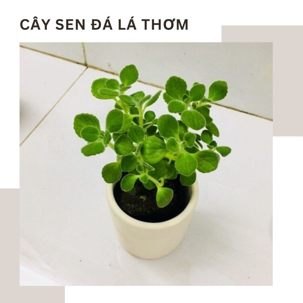 Ý nghĩa các loại cây trang trí