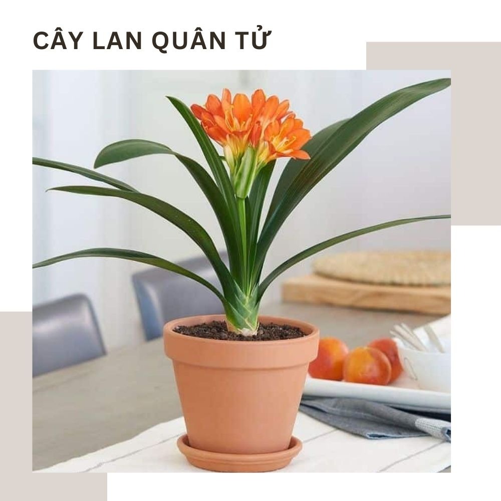Cây Lan Quân Tử