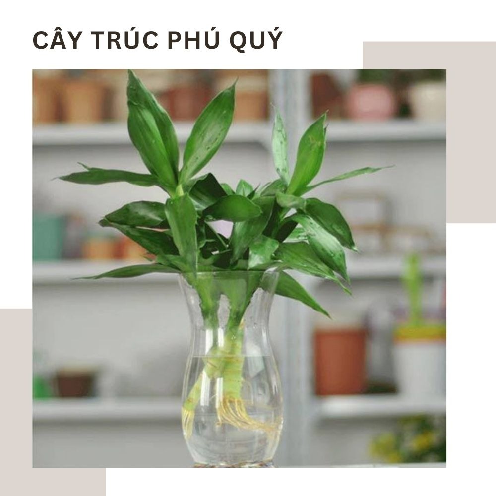 Cây Trúc Phú Quý