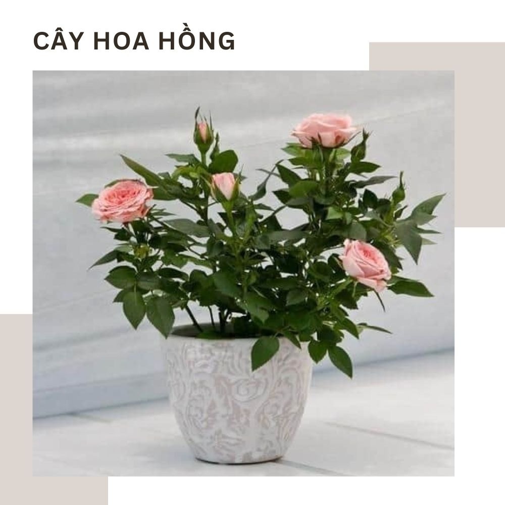 Ý nghĩa các loại cây