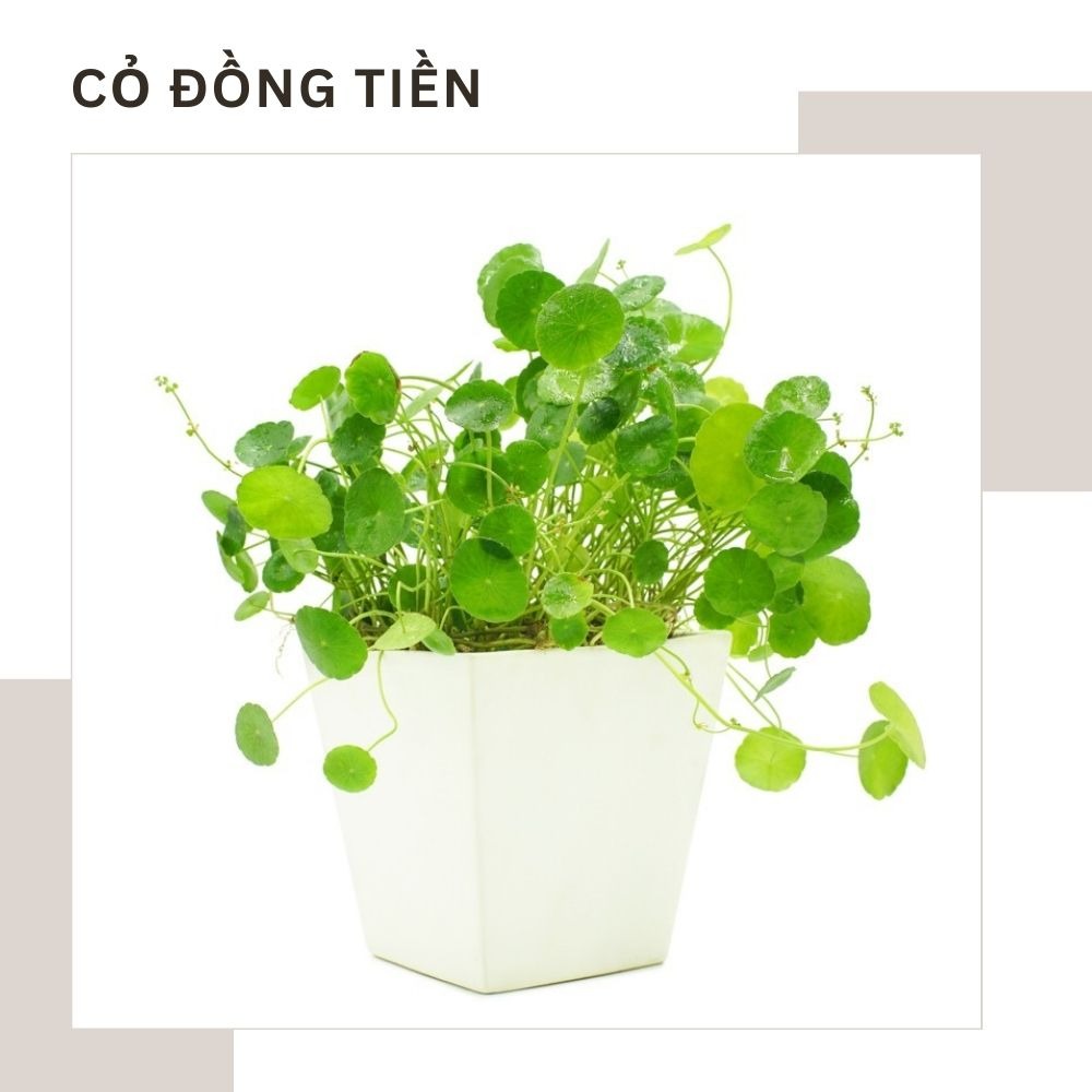 Cỏ Đồng Tiền