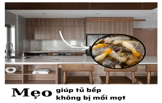 Bật Mí Cách Giúp Tủ Bếp Nhà Bạn Không Bị Mối Mọt “Ghé Thăm”